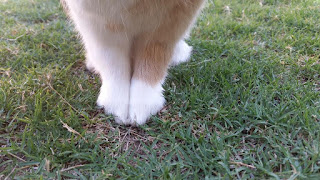 a close up of two bunny front feet, orange legs and chest wit white socks.