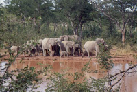 Zimbawe-éléphants