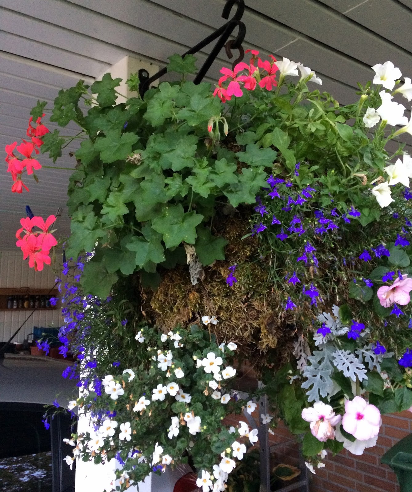 Frk. Anemone Hanging baskets