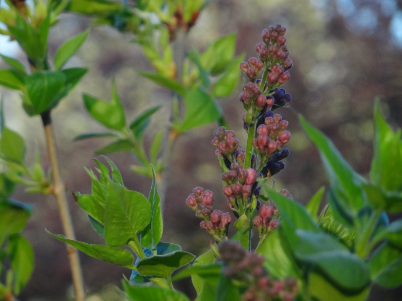 Kreider S Korner Photographs Lilac Buds