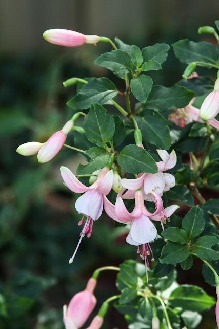 fuchsias, pink fuchsias, Anne Butera, My Giant Strawberry