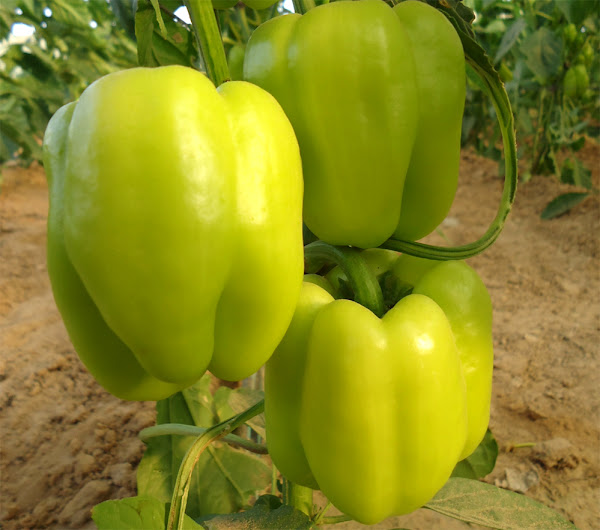 甜椒，辣椒，种植辣椒，种植甜椒，如何种植甜椒，甜椒种植指南，有机种植甜椒，家庭花园种植甜椒，家庭花园有机种植甜椒
