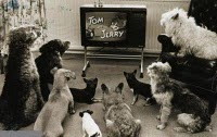 Tom & Jerry time...