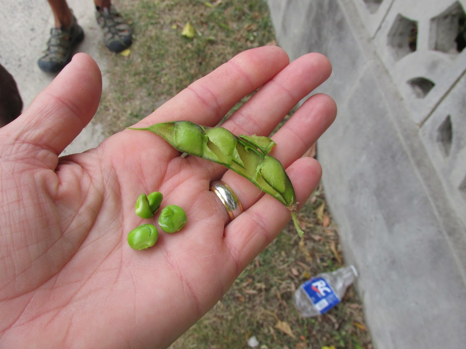 Beyond Burgoo Pigeon Peas