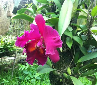 Phòng trừ sâu hại cho cattleya Phòng trừ sâu hại cho cattleya rep son, dán cánh và bo tri, oc sen, nhen do