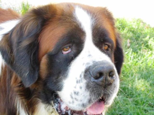 Teneri Cuccioli Notizie Canada A Passeggio Con 42 Cani San