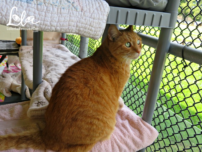 Tabbys Place|Cat Sanctuary