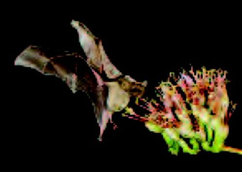 43+ Contoh Bunga Penyerbukan Oleh Hewan yang Lagi Viral - Informasi