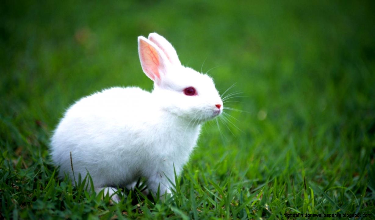 Bunny Drop Wallpapers Wallpaper Photo Bunny Drop Wallpapers Wallpaper Photo