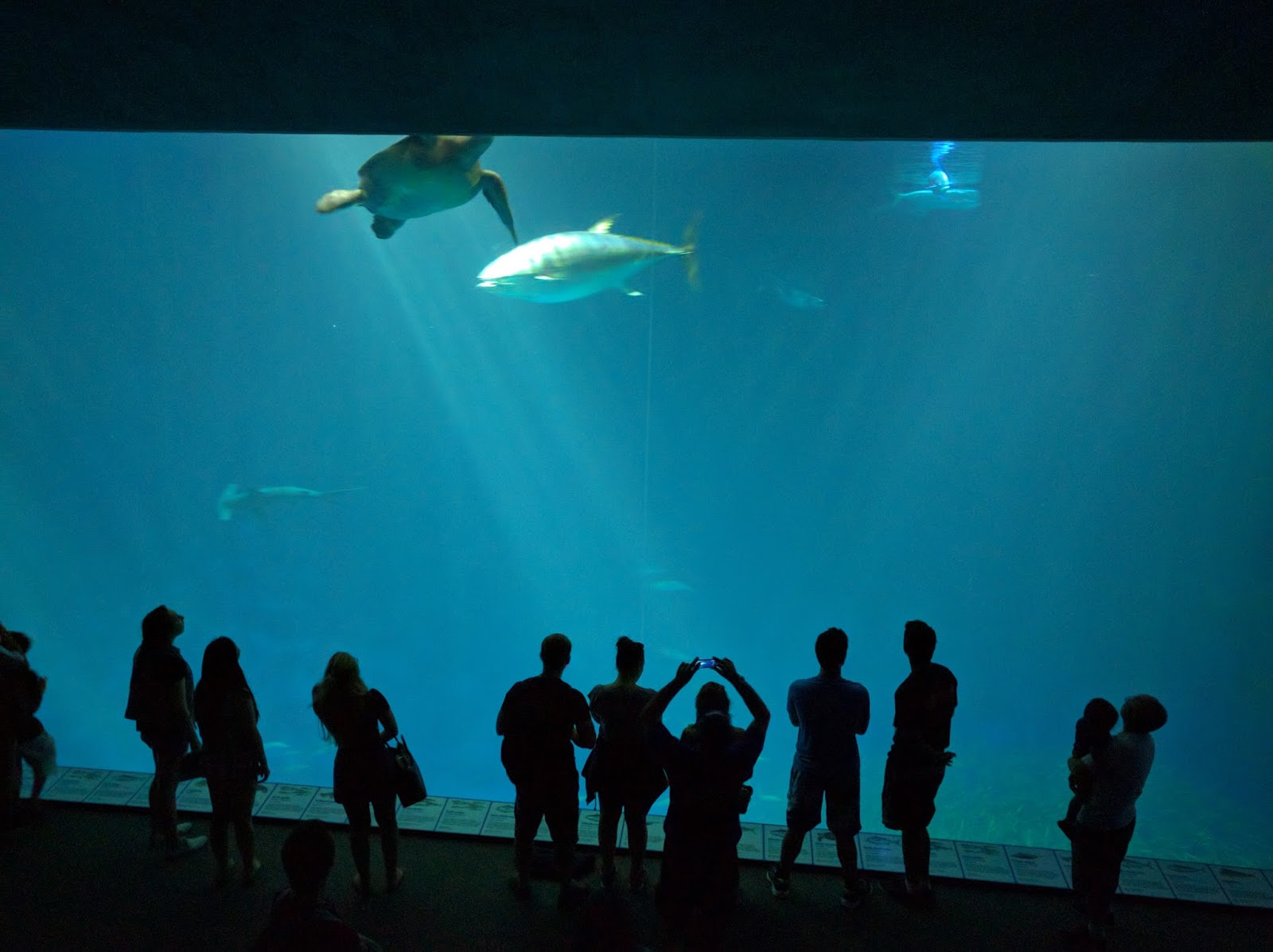 Visitor's Guide to the Monterey Bay Aquarium - Monterey Bay Aquarium The Open Sea