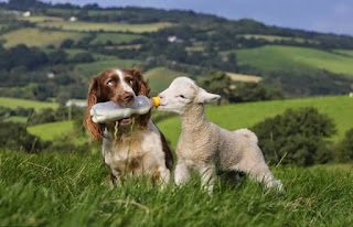 Inilah Foto-Foto Hewan Unik Yang Dapat Membuat Kita Takjub Saat Melihatnya