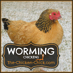 chicken worming vet answers chickens chick
