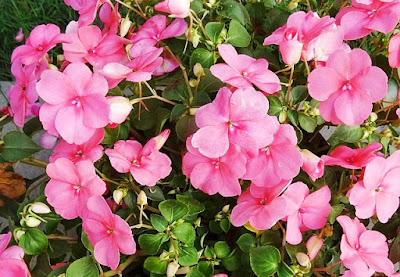 Impatiens ou alegria da casa Cultivar Impatiens, alegria da casa ou Maria sem vergonha