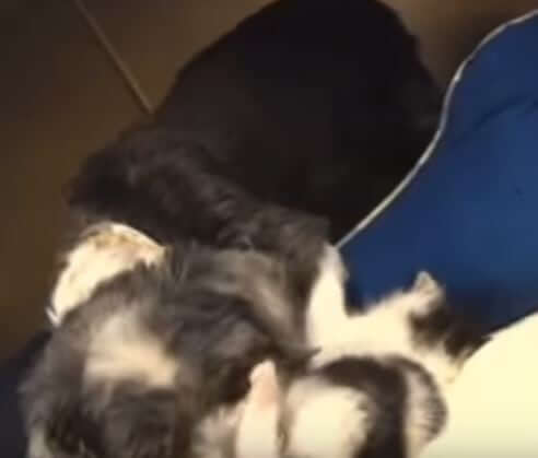 Rescuers Discovered An Abandoned Dog Nursing A Little Kitten In Ravine