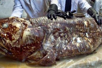 Raja Laut (Coelacanth), Jenis Ikan Purba yang hampir Punah 