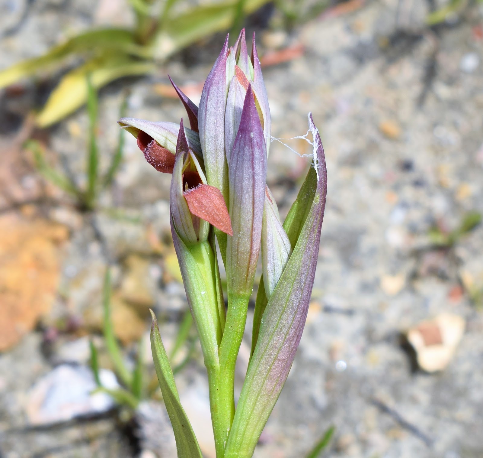 Plantas: Beleza e Diversidade: Nova época de orquídeas silvestres (XIX):  Serapião-de-língua-pequena (Serapias parviflora)