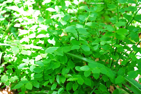 Uva do monte ou planta do mirtilo - Vaccinium myrtillus