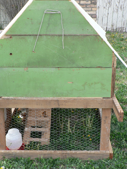 DIY Chicken Coop plans
