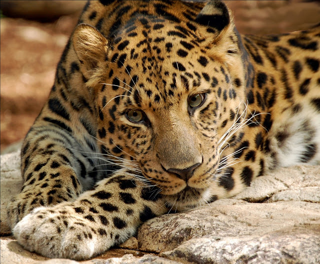  صور منوعه جميلة ومتحركة  Leopard-digitalART