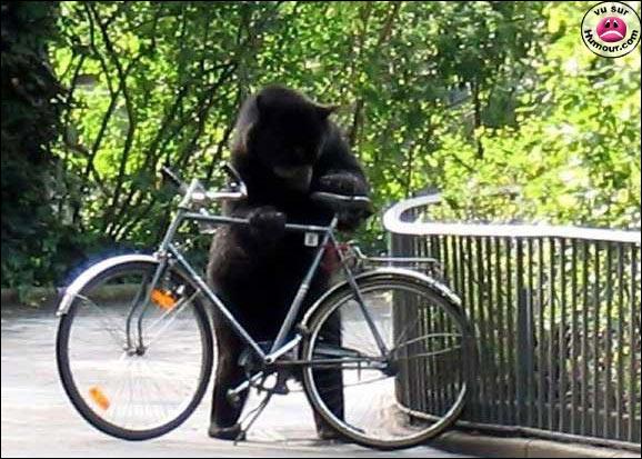 Juan the spectacled bear escaped the Berlin Zoo pen and stands on hind legs to examine a bike. 2004. The Zoo Houdinis and other stories. marchmatron.com Juan the spectacled bear escaped the Berlin Zoo pen and stands on hind legs to examine a bike. 2004. The Zoo Houdinis and other stories. marchmatron.com