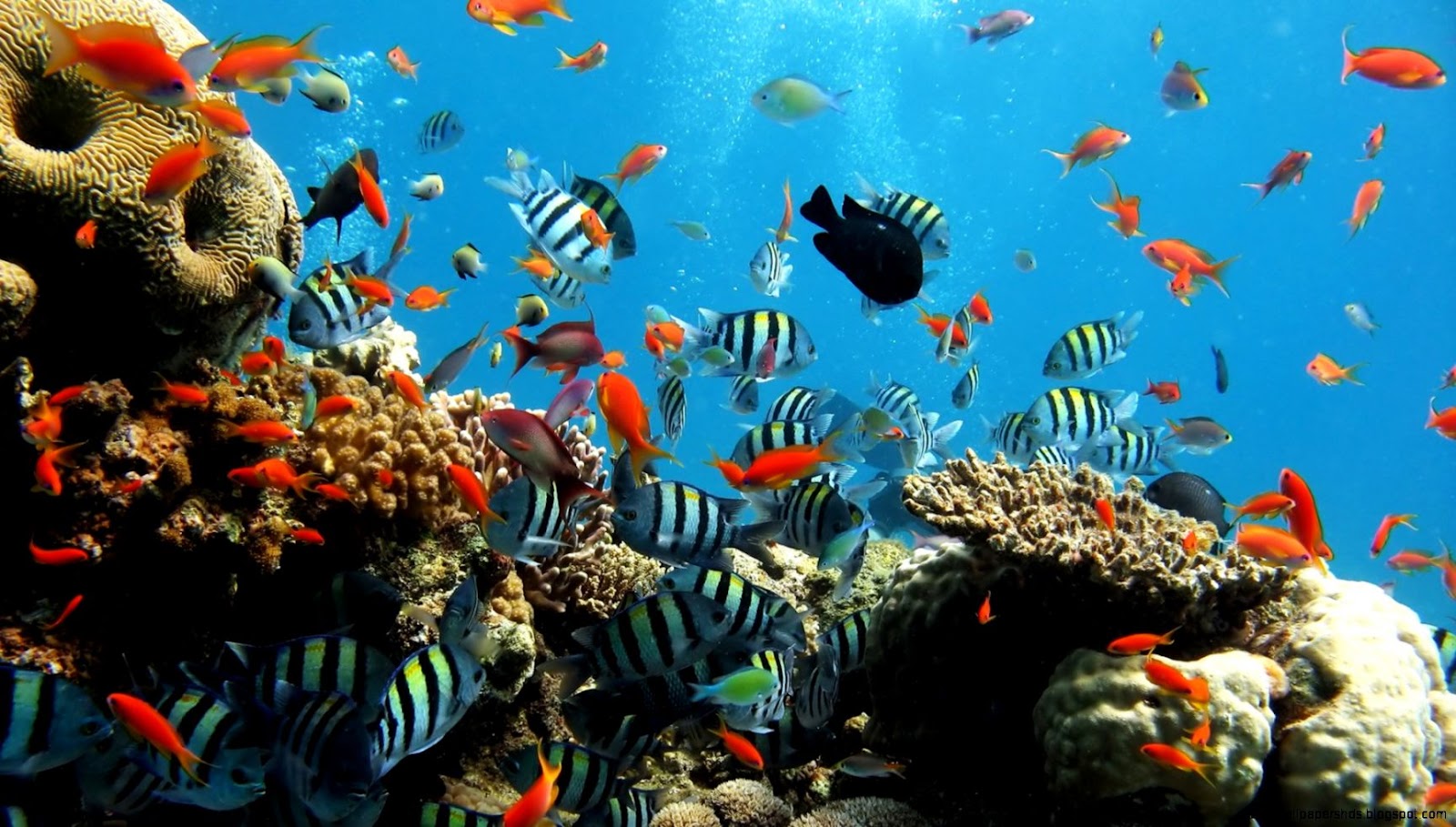 Ocean Sea Life Wallpapers for Desktop