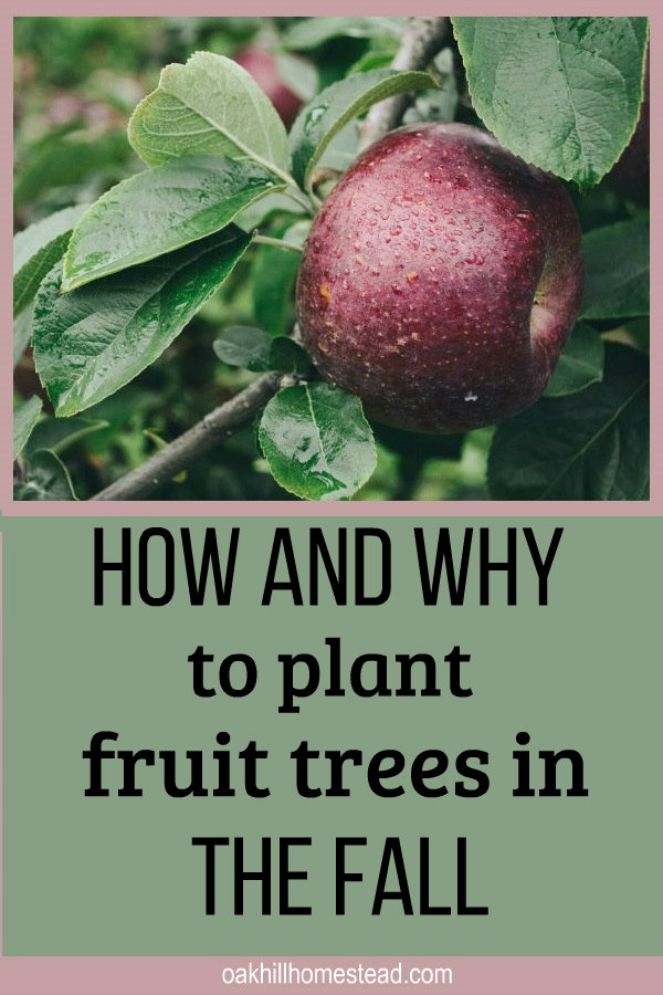 How To Plan And Plant A Homestead Orchard Oak Hill Homestead