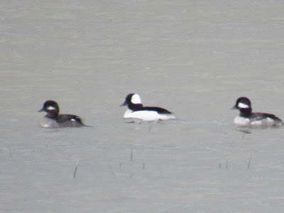 bufflehead ducks