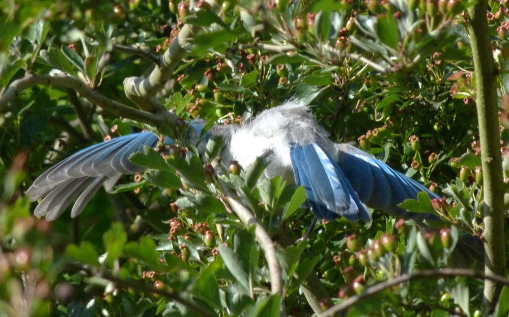 The Flycatcher Young ScrubJays in the neighborhood