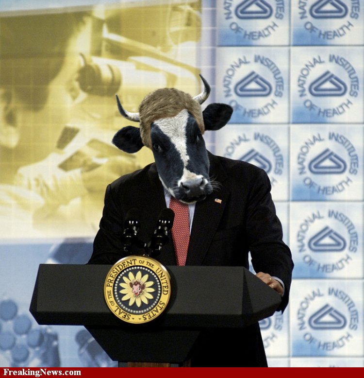 Images & Images Cow is addressing in a meeting.