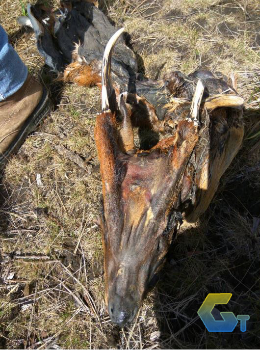 BANGAKI RUSA YANG DI TEMUKAN DI GUNUNG LAWU GOSIP TERKINI