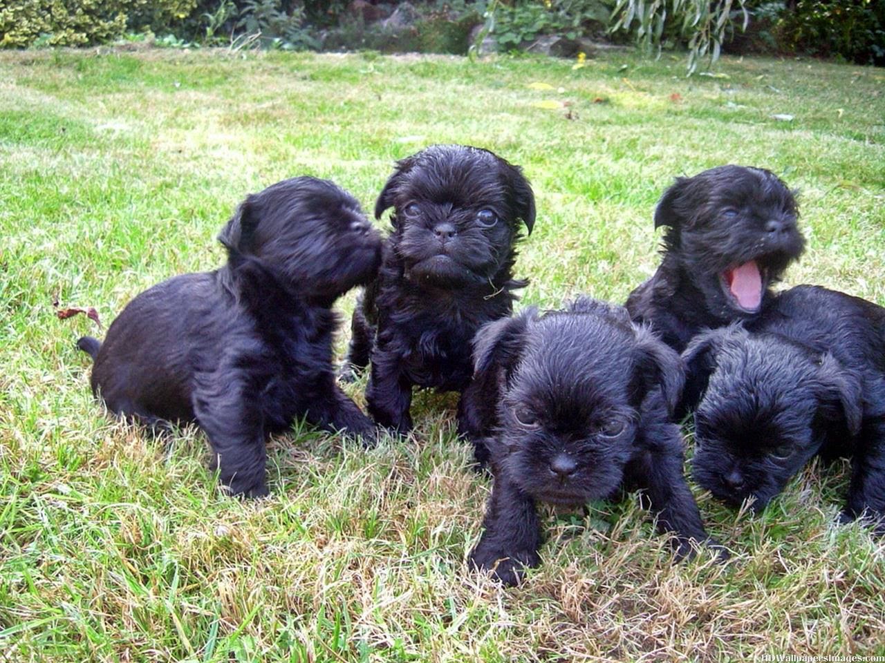 Affenpinscher Dog Fun Animals Wiki, Videos, Pictures, Stories