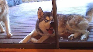 Foto divertida de perro queriendo entrar a casa