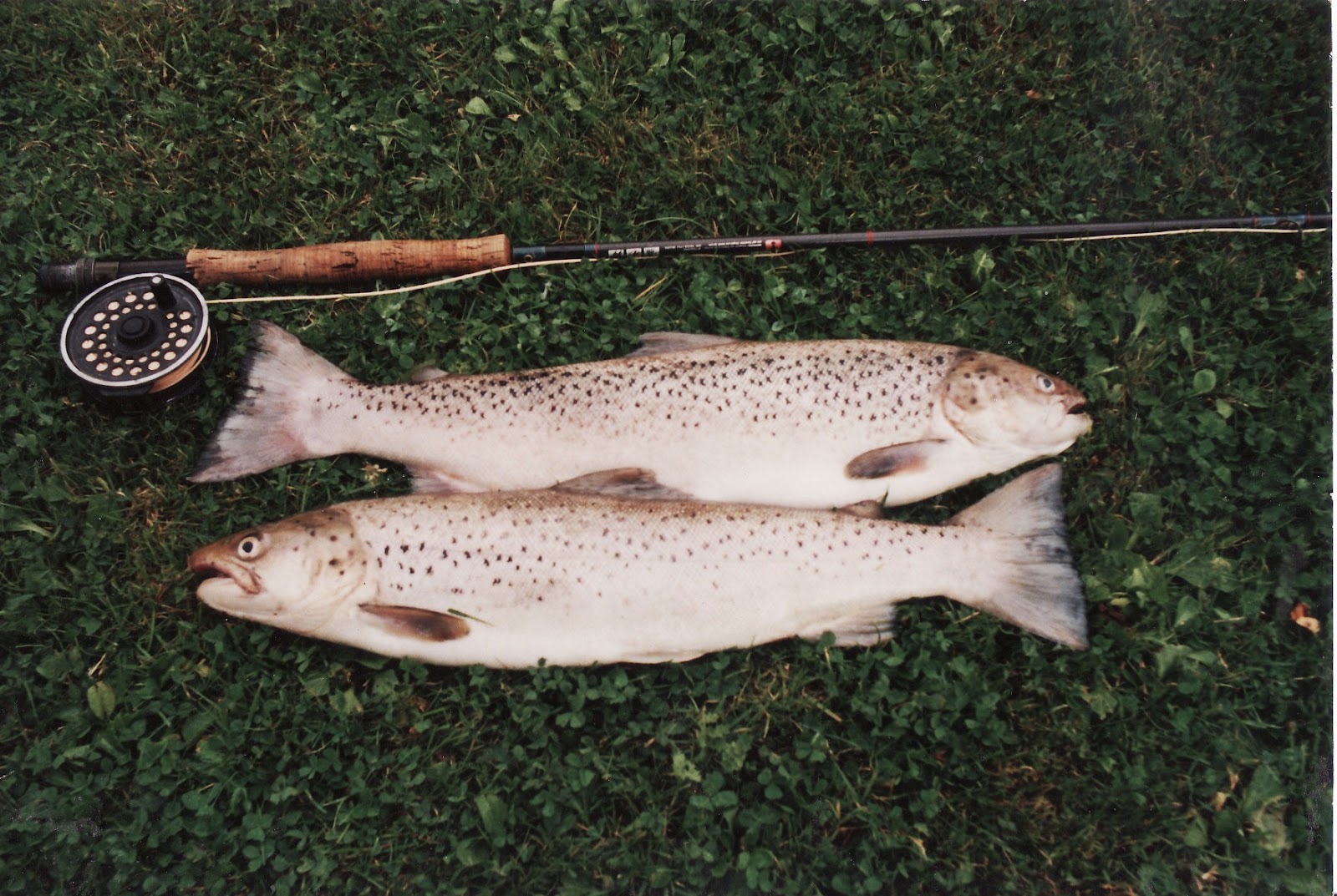 Nickseatrout,s blog. Fishing the river towy for salmon and sea trout