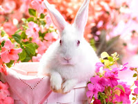 Bunny Wallpapers For Desktop
