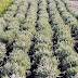 Ιωάννινα:Καλλιέργειες αρωματικών – θεραπευτικών φυτών σε εγκαταλειμμένες γεωργικές εκτάσεις 