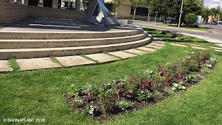 Solución Floral - macizo ornamental Monumento a la Paz (Huesca)