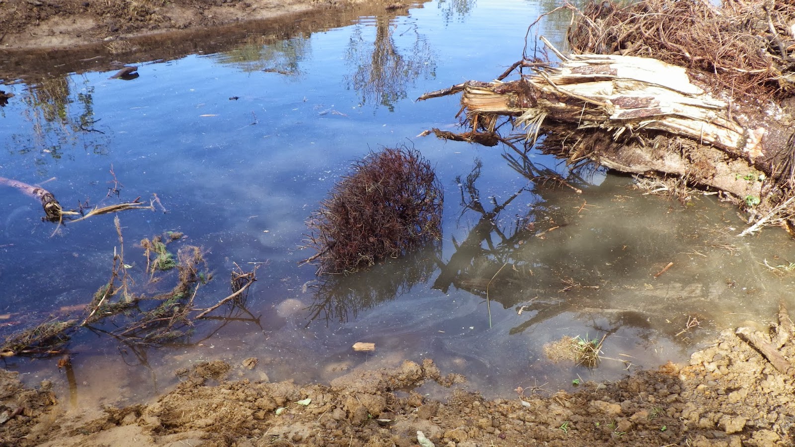 TV Trout Unlimited Circle Creek Off Channel Wetland Complex major
