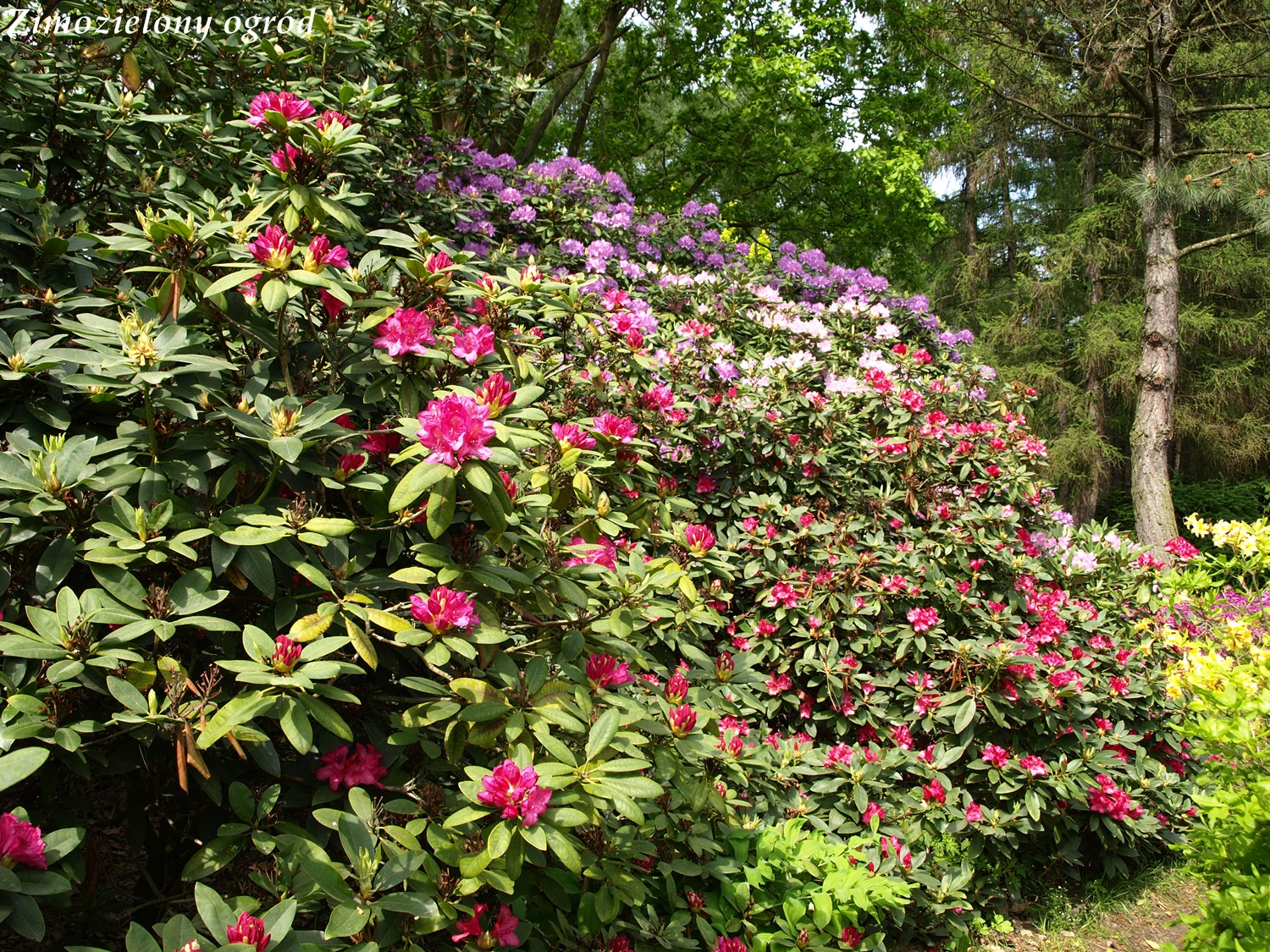 Niespotykane Zimozielone Rosliny Lisciste Pieris Kwiecisty
