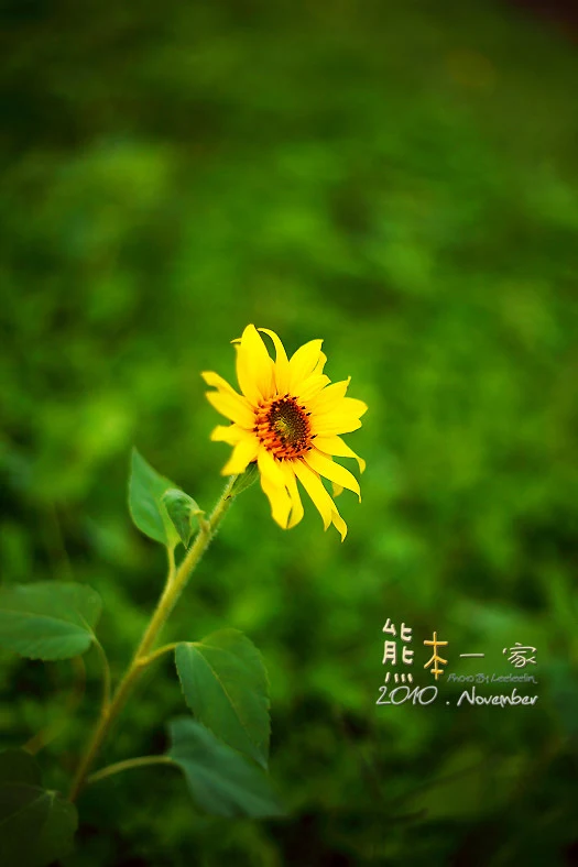 苗栗銅鑼杭菊季