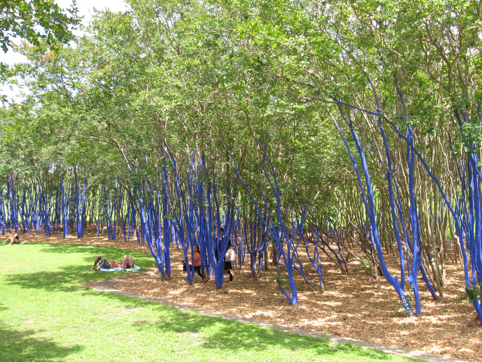Remarkable Trees of Texas THE BLUE TREES OF WAUGH DRIVE