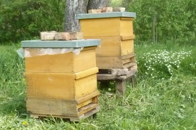 Bienenstöcke im Frühling auf der Wiese