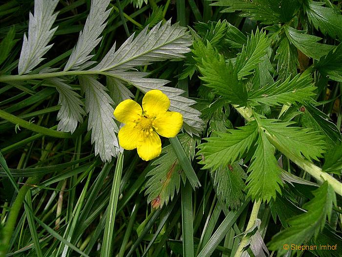 Plante medicinale: Anserinae Herba