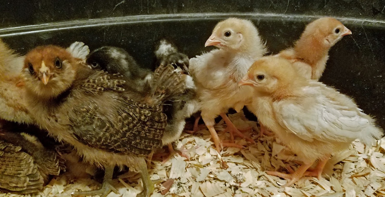 Lovin' Life At The End Of The Dirt Road The PitterPatter of Little Feet