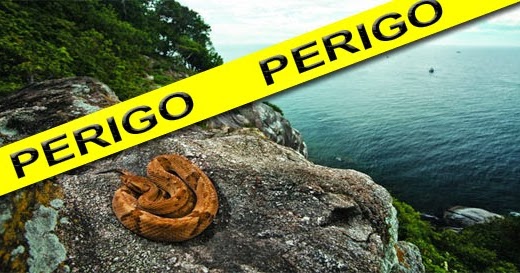 Ilha das Cobras: o que você não sabia sobre a ilha tomada por serpentes no  litoral brasileiro