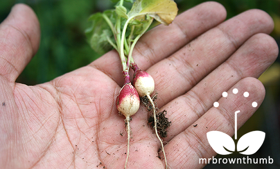 Testing garden soil by growing radishes