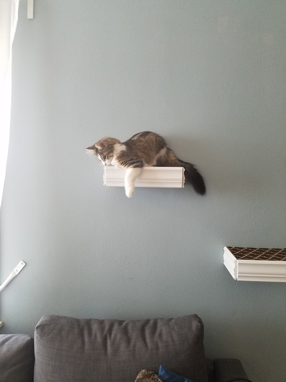 A DIY Weekend Adventure Floating Cat Shelves