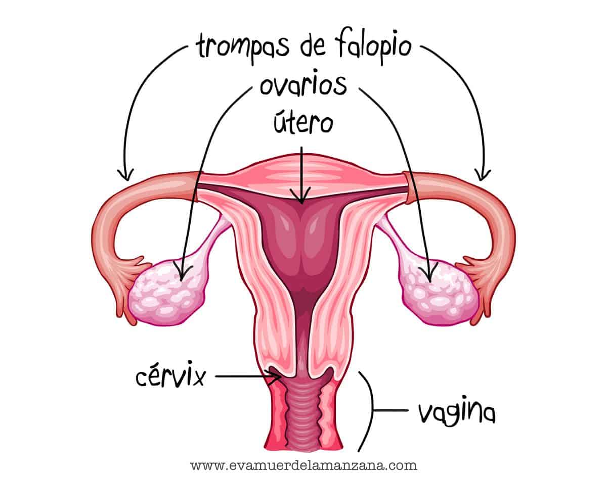 aparato reproductor femenino