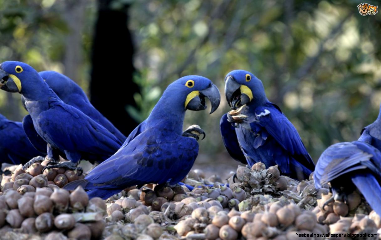 Hyacinth Macaw Babies