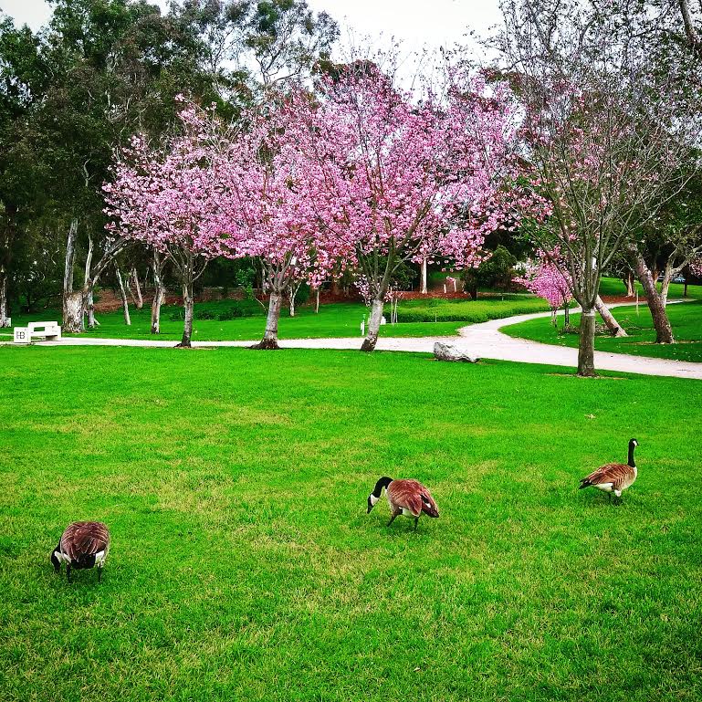 Historic Wintersburg, California Huntington Beach Cherry Blossom