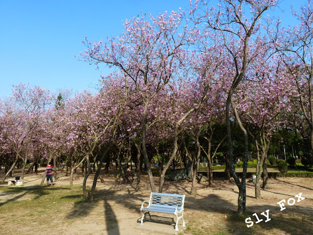 台南公園羊蹄甲